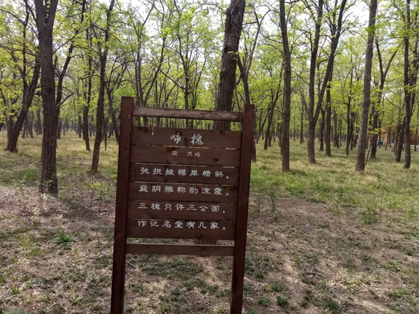 以槐為媒，約你一起遇見美麗孤島