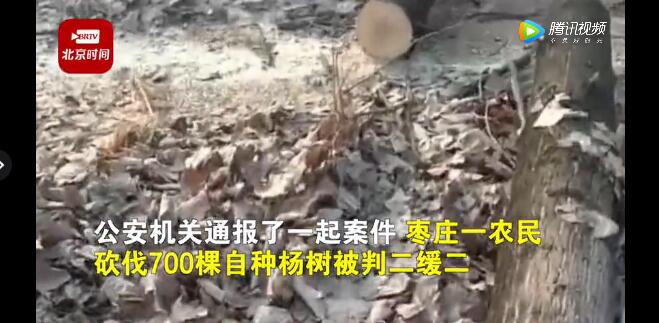 農(nóng)民砍自家樹700棵獲刑,！處罰依據(jù)公布
