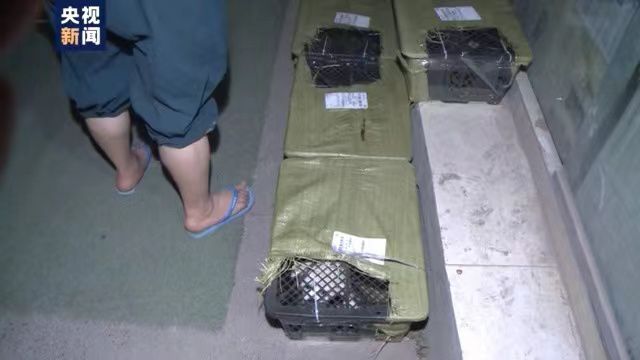 四川郵管局通報：“寵物盲盒”涉事企業(yè)被立案調(diào)查