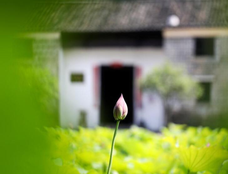 湖南資興：古村荷香引客來(lái)