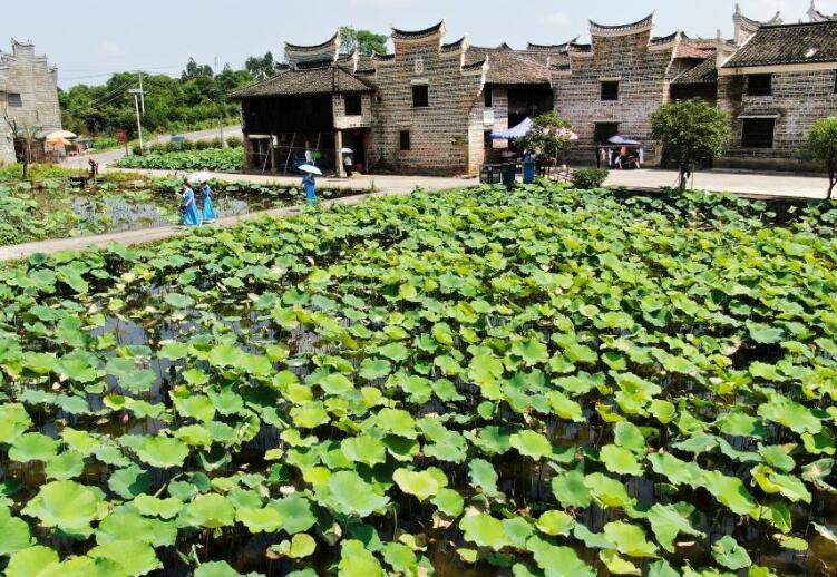 湖南資興：古村荷香引客來(lái)