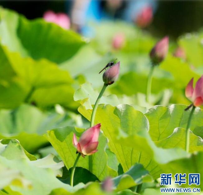 湖南資興：古村荷香引客來(lái)