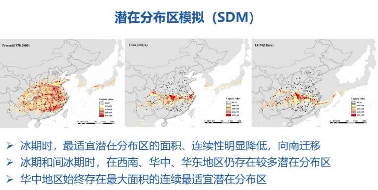 明明滿大街都是,，為什么說銀杏還急需人類伸出援手,？
