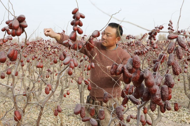 新疆阿拉爾：紅棗豐收 分級銷售