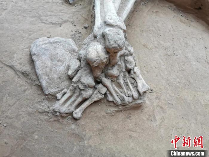 該遺址灰坑中的人骨局部,。 山西省考古研究院提供