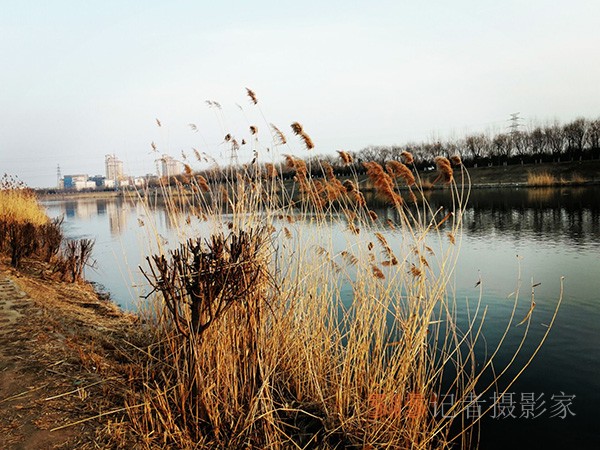 李月手機(jī)拍圖——又見(jiàn)蘆葦夕陽(yáng)紅