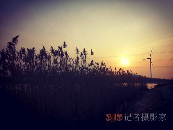 李月手機(jī)拍圖——又見(jiàn)蘆葦夕陽(yáng)紅