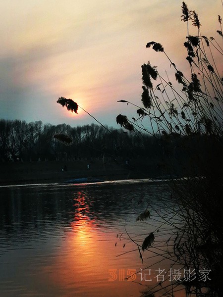 李月手機(jī)拍圖——又見(jiàn)蘆葦夕陽(yáng)紅