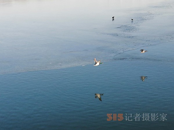李月手機(jī)拍圖——玉淵潭公園冰開春來