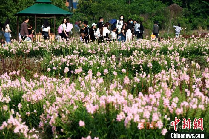 市民在孔元村賞花,。 王東明 攝