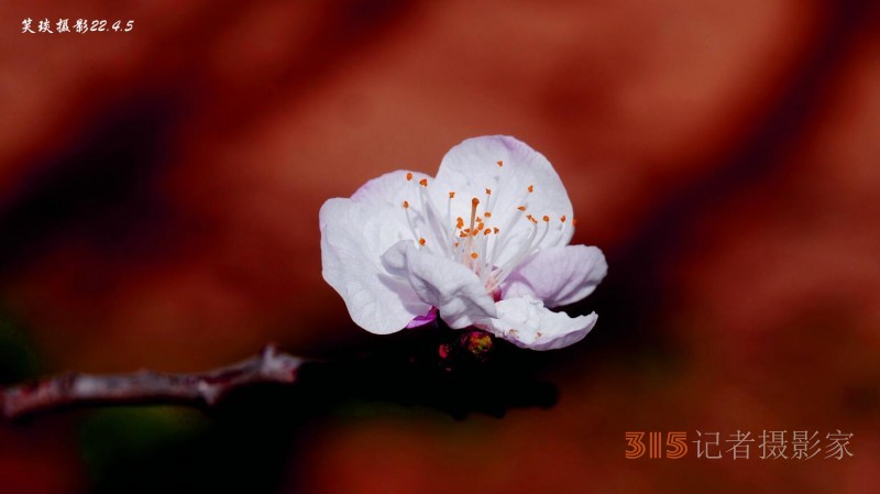 心中開(kāi)著一叢金銀花