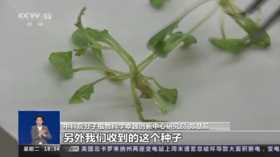 神十四乘組帶回植物種子 “太空植物”生長(zhǎng)有何奧秘,？