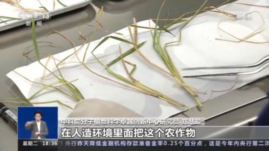 神十四乘組帶回植物種子 “太空植物”生長(zhǎng)有何奧秘？