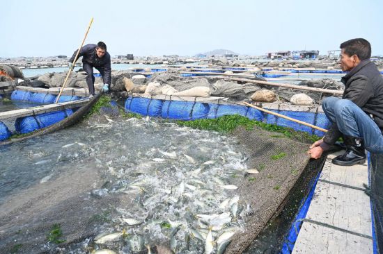 福建東山：“一條魚”興起一個(gè)富民產(chǎn)業(yè)