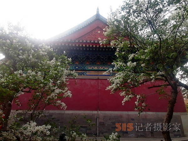 花開(kāi)法源寺——李月手機(jī)拍圖