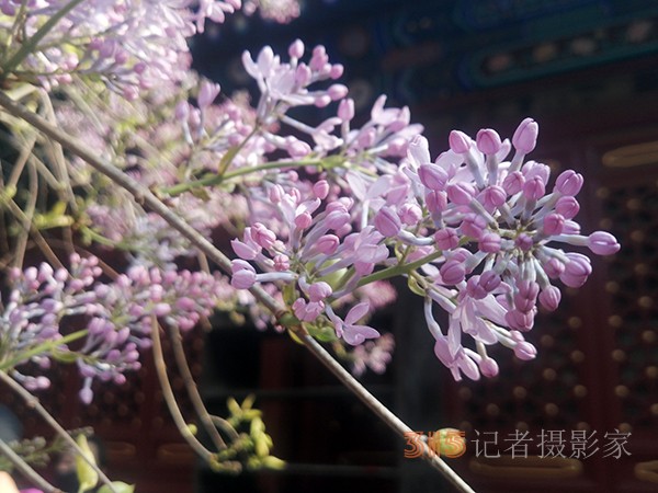 花開(kāi)法源寺——李月手機(jī)拍圖