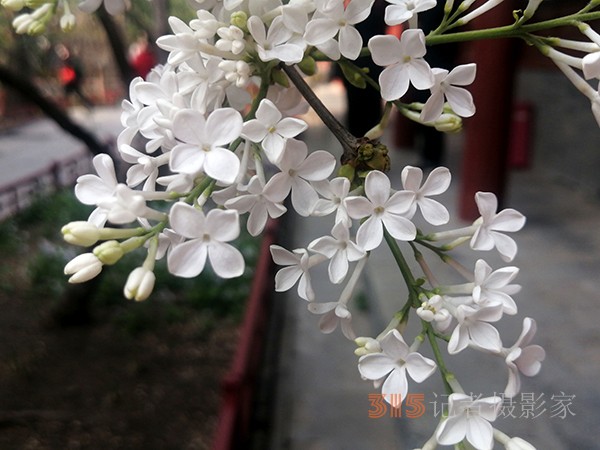 花開(kāi)法源寺——李月手機(jī)拍圖