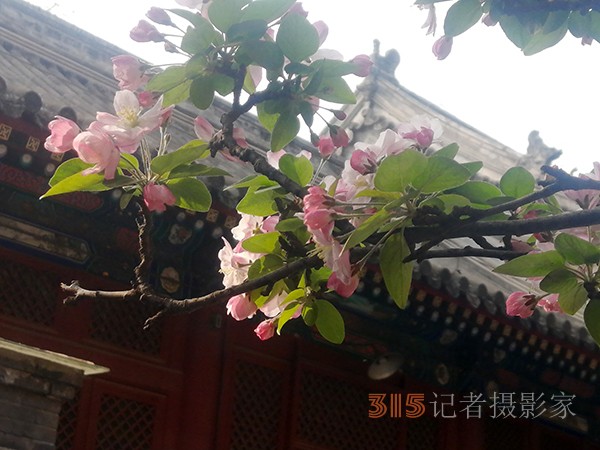 花開(kāi)法源寺——李月手機(jī)拍圖