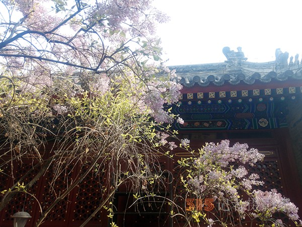 花開(kāi)法源寺——李月手機(jī)拍圖