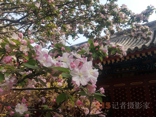 花開(kāi)法源寺——李月手機(jī)拍圖