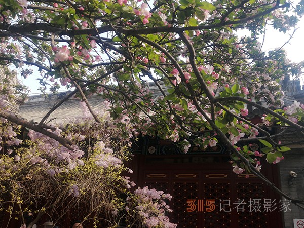 花開(kāi)法源寺——李月手機(jī)拍圖