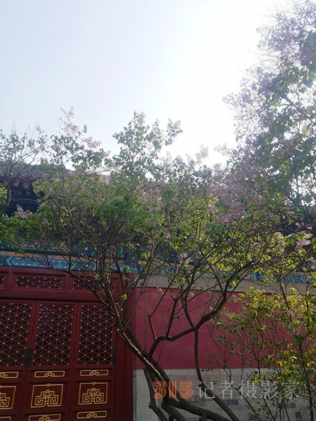 花開(kāi)法源寺——李月手機(jī)拍圖