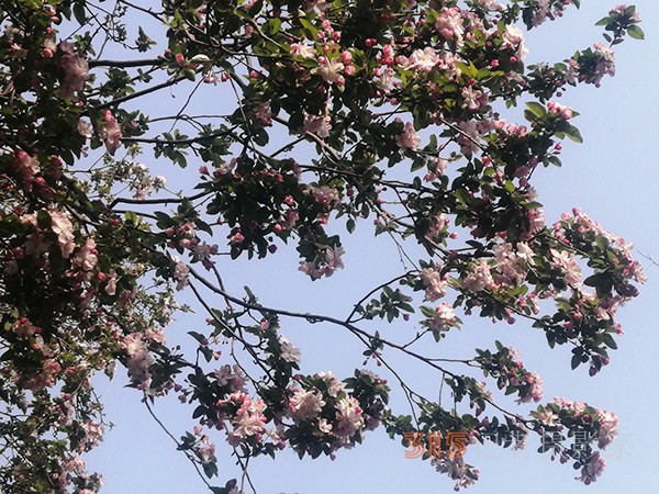 花開(kāi)法源寺——李月手機(jī)拍圖