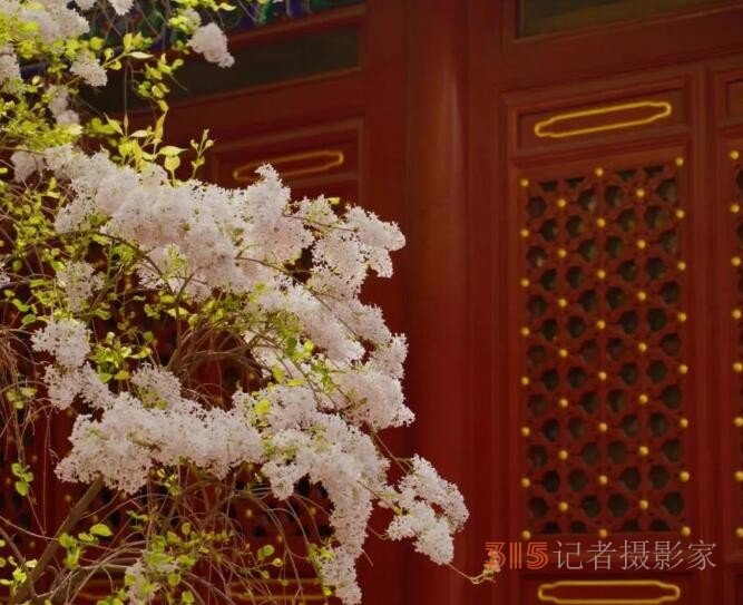 丁香詩會雅集·癸卯卷