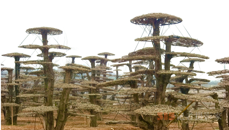 對(duì)節(jié)白蠟產(chǎn)業(yè)旺，村民春季養(yǎng)護(hù)忙