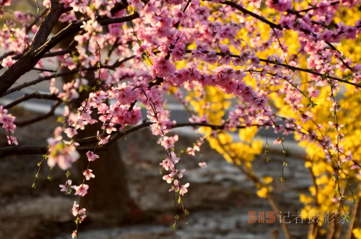 樂訂坊成功舉辦“花香上巳節(jié)，春騁老君堂”非遺漂漆體驗(yàn)賞花拍攝活動
