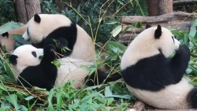 大熊貓是熊還是貓,？