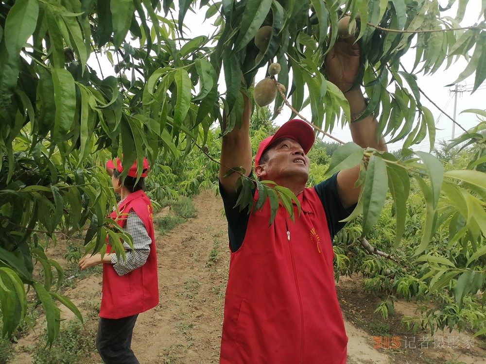 德州保店鎮(zhèn)：志愿紅助力黃桃基地疏果 共繪鄉(xiāng)村振興新圖景