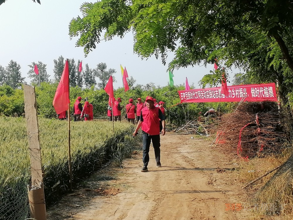 德州保店鎮(zhèn)：志愿紅助力黃桃基地疏果 共繪鄉(xiāng)村振興新圖景